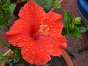 Mis flores en la lluvia