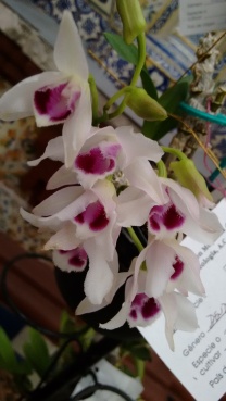 orquídeasSanAngel