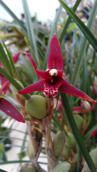 orquídeasSanAngel